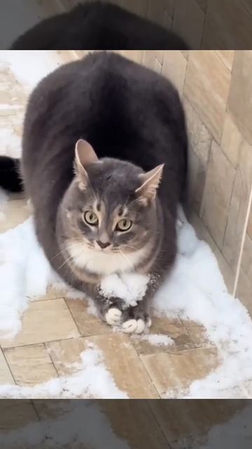 ⛄ Доброе утро! Все на снегоборьбу! смотреть онлайн