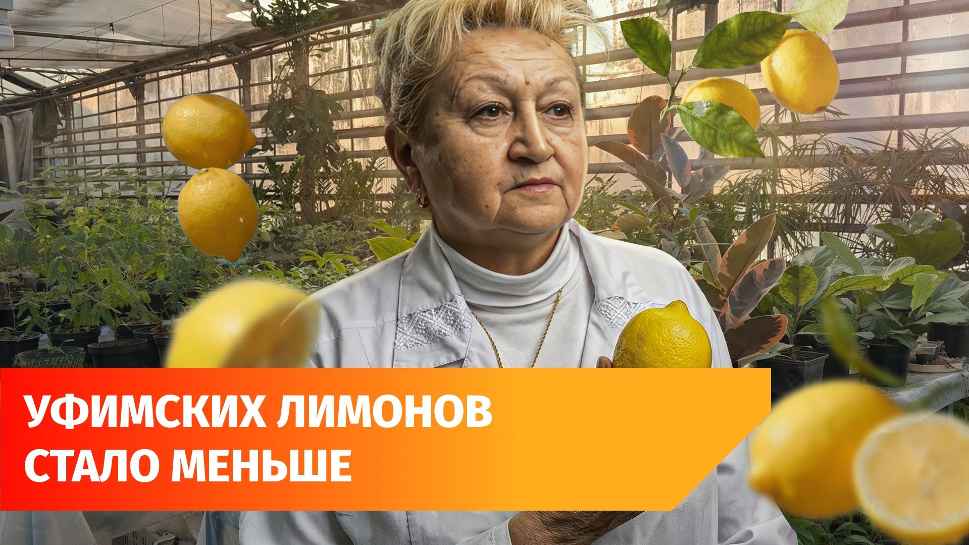 Урожай в Уфимском лимонарии упал почти в два раза. Что случилось? смотреть онлайн