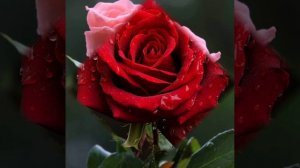 Александр Закшевский СБОРНИК