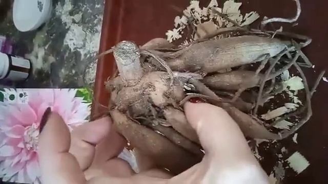 обработка георгин после покупки смотреть онлайн