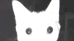 Играем в роблокс((*/ω＼*))