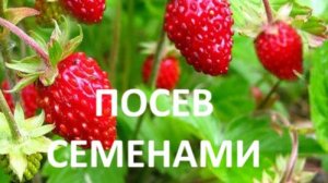Посев земляники семенами. Какие фитолампы использую.