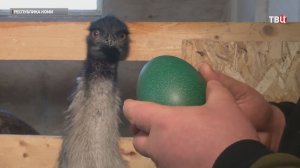 Оскандалившийся страус Вася снес зеленое яйцо и удивил жителей Коми