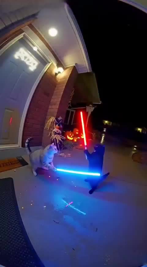 Kоты ДЖЕДАЙииии🤣🤣 смотреть онлайн