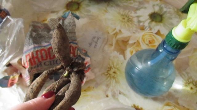 быстрое проращивание упрямых георгин смотреть онлайн