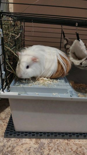 Морская свинка ,трансляция! животные