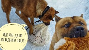 Дали Псу Кубику подушеньку совы Ёлки, а он как начал всё гнуть и ломать! Сова в шоке!