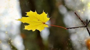 ГОДЫ ЛЕТЯТ, КАК ПТИЦЫ В НЕБЕ