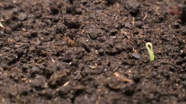 Когда сажать томаты на рассаду? Ориентируемся по регионам страны. смотреть онлайн