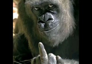 как пройти маен