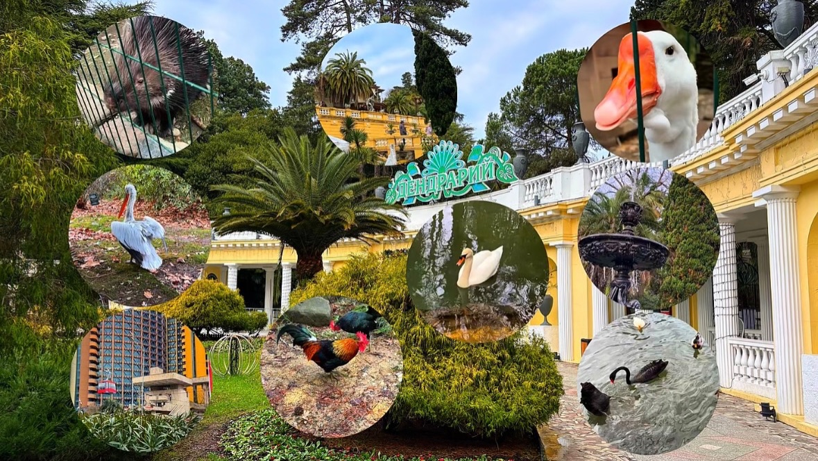 ДЕНДРАРИЙ В Сочи. смотреть онлайн