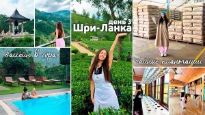 Работаю на *ПЛАНТАЦИИ* купаюсь в БАССЕЙНЕ 😍 КАНИКУЛЫ на Шри-Ланке🌴