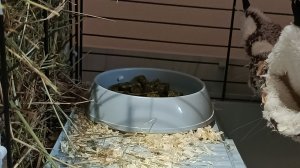 Морская свинка трансляция!