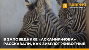 В заповеднике "Аскания-Нова" рассказали, как зимуют животные