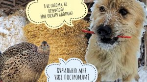 Люто-собака Барабулька выдала нам огромный рулон соломы для Пса Кубика. Ихняя фазанка на зажировке