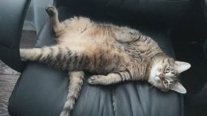 Кошка Елизавета!😍😍😍