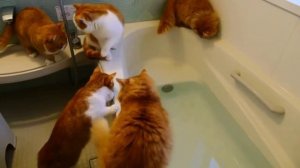 Банда рыжих в ванной