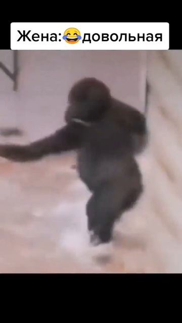 Жиза 🤣 смотреть онлайн