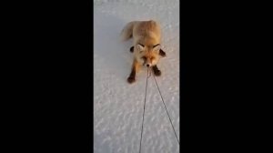 #смешныевидео -698