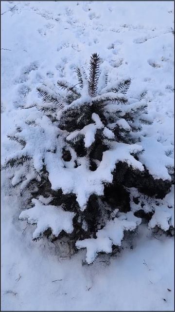 Снег, зима. Природа. смотреть онлайн