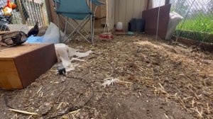 Любовь птицевода к Курочкам 🐥🐔🥚 Нежное видео 🐓 Версия (114)