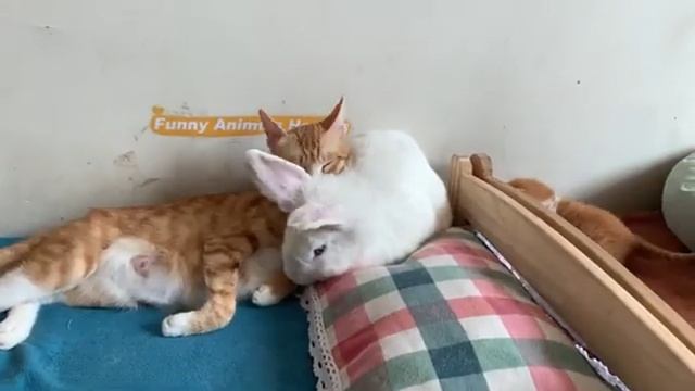 Щенок хочет стать котенком и хочет, чтобы его любила кошка (2025 год) смотреть онлайн