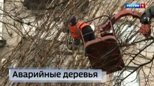 Аварийные деревья