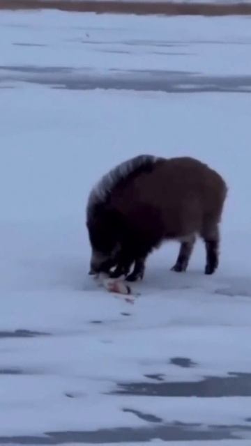 Охамевший кабан ...   #кабан #голодный #река #улов #рыбалка #вор #рыба #рыбак #зима #зимняярыбалка смотреть онлайн