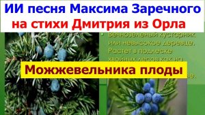 20260111 ИИ Песня До чего ж вкуснЫ, душисты можжевельника плоды Шишкоягод на стихи Дмитрия из Орла