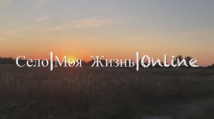 Встретили фазанов. Покупки озон/фикс прайс.