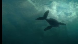 Улитка и кит 🐳 мультик✌️