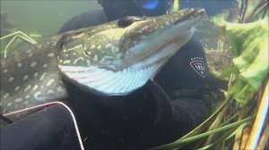 Подводная охота на любимой реке.