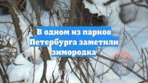 В одном из парков Петербурга заметили зимородка