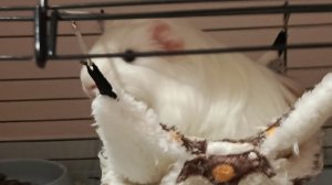 Морская свинка 🩷💜❤️