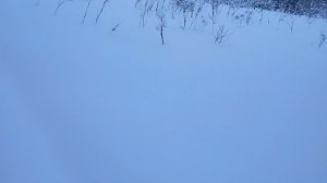 Главное,следить за вентиляцией зимовника.