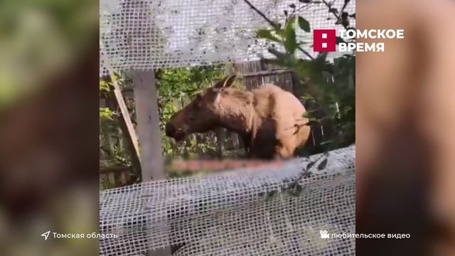 Лисицы стали частыми гостями Томска смотреть онлайн