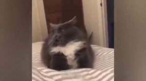 Животные приколы и не только😅