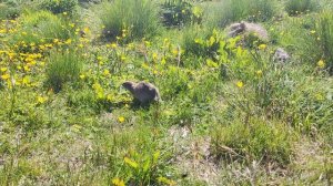 Суслики. Урочище Джилы-Су