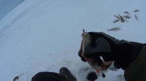 Ловля на питерскую балду. Зеленогорск 14.1.26.