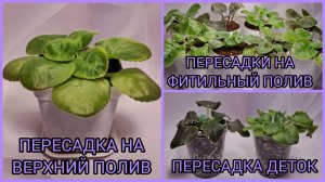 Пересадка на верхний полив. Пересадки на фитильный полив. Пересадка деток фиалок.
