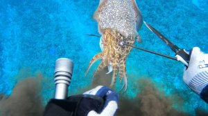 Подводная охота / Гигантский кальмар и рыба