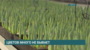 Иркутский «Горзеленхоз» планирует вырастить рекордные 1,5 миллиона тюльпанов к 8 Марта
