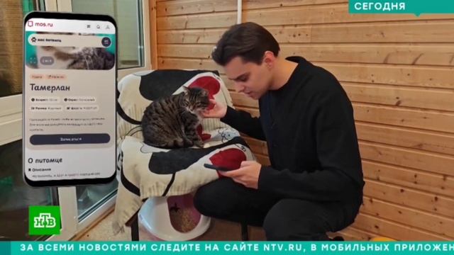 Я попала в телевиденье аж дважды с моими котами!✌️и с рассказом о сервисе МоспитомецНТВ и ТВЦ смотреть онлайн