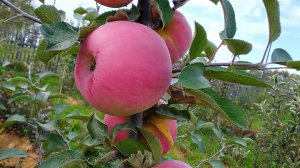 Отвечаю на комментарии подписчиков! 16.01.2026