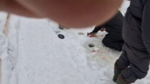 Активные поимки форели на активные и пассивные снасти.