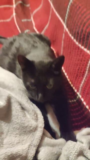 Ринго кот ходит молочный шаг⬛❤️наверно маму вспоминаетспугнули мальчика⬛всем любви❤️ смотреть онлайн