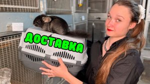 ДОСТАВКА Шиншилл | Как мы доставляем шиншилл?