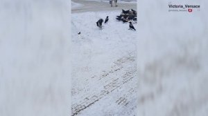 Прогулка и пир у птиц зимой. #птицы