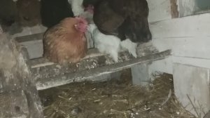 Не раздеваясь бегу к курочкам. На улице -17, а ожидается ниже 20.