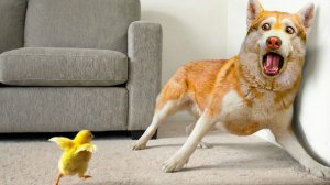 ХАСКИ БУБЛИК ПРОТИВ МЕЛКИХ ЖИВОТНЫХ!!